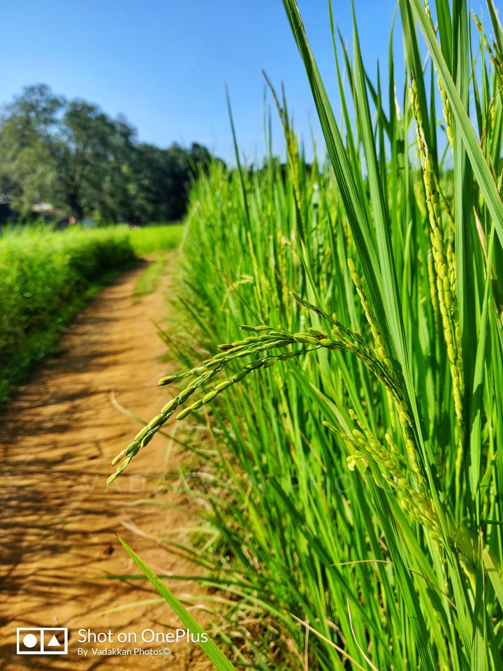 rice plant