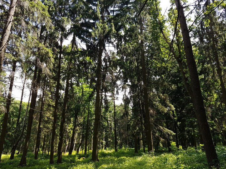 #forest