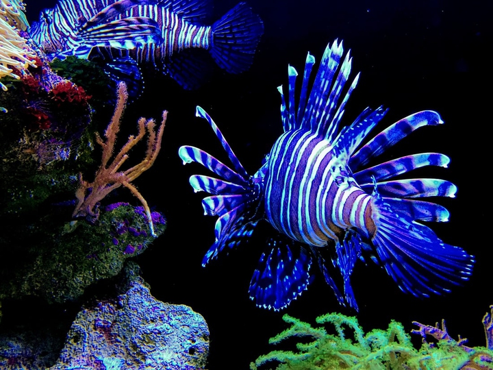 #Lionfish❤