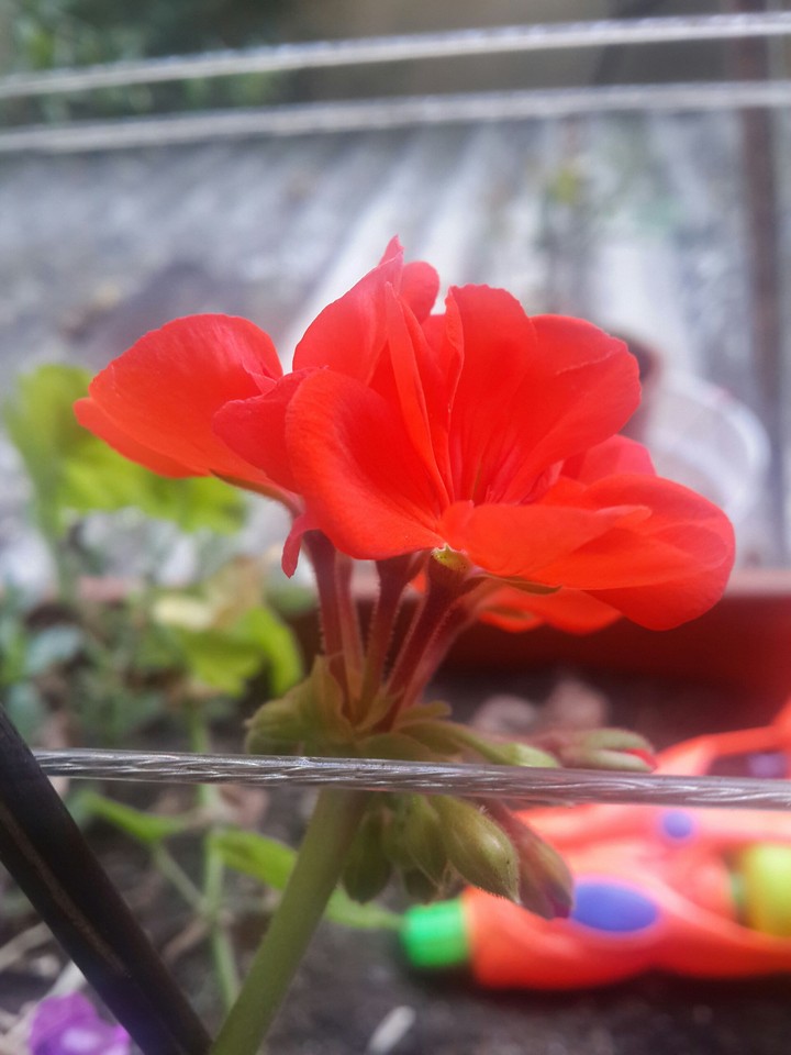Geranium