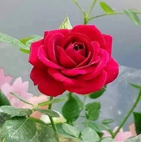 ভালবাসা