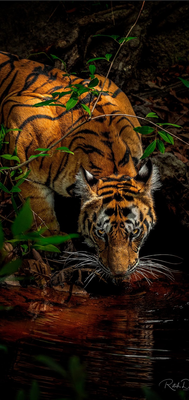 tiger