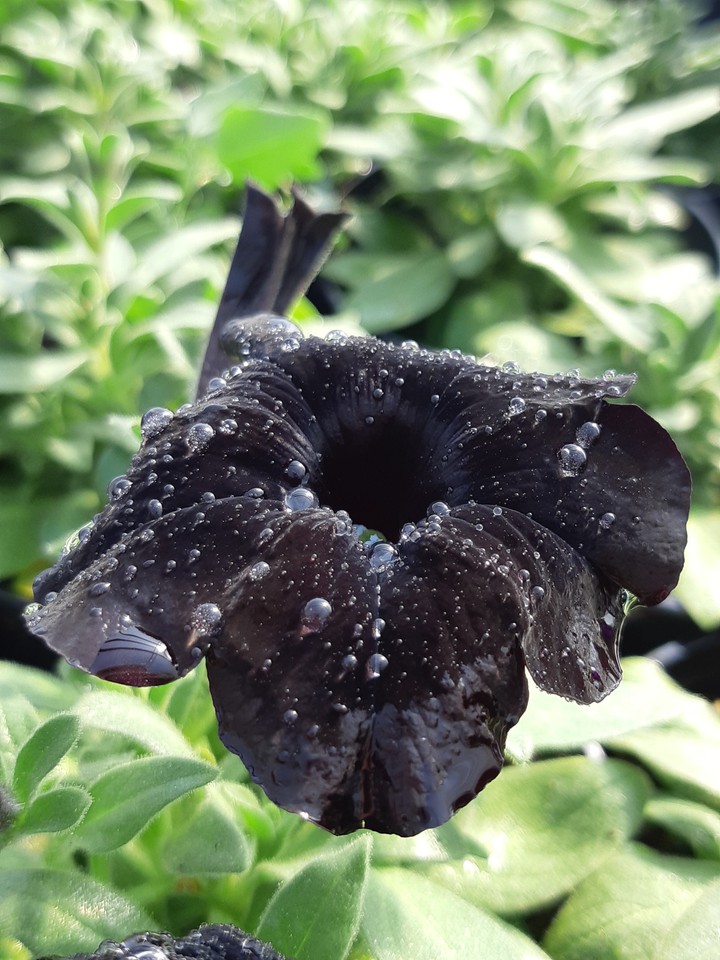 petunias