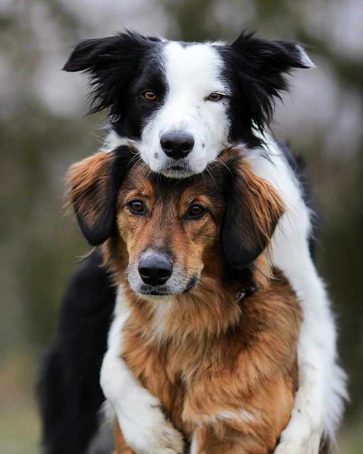 Best Friends