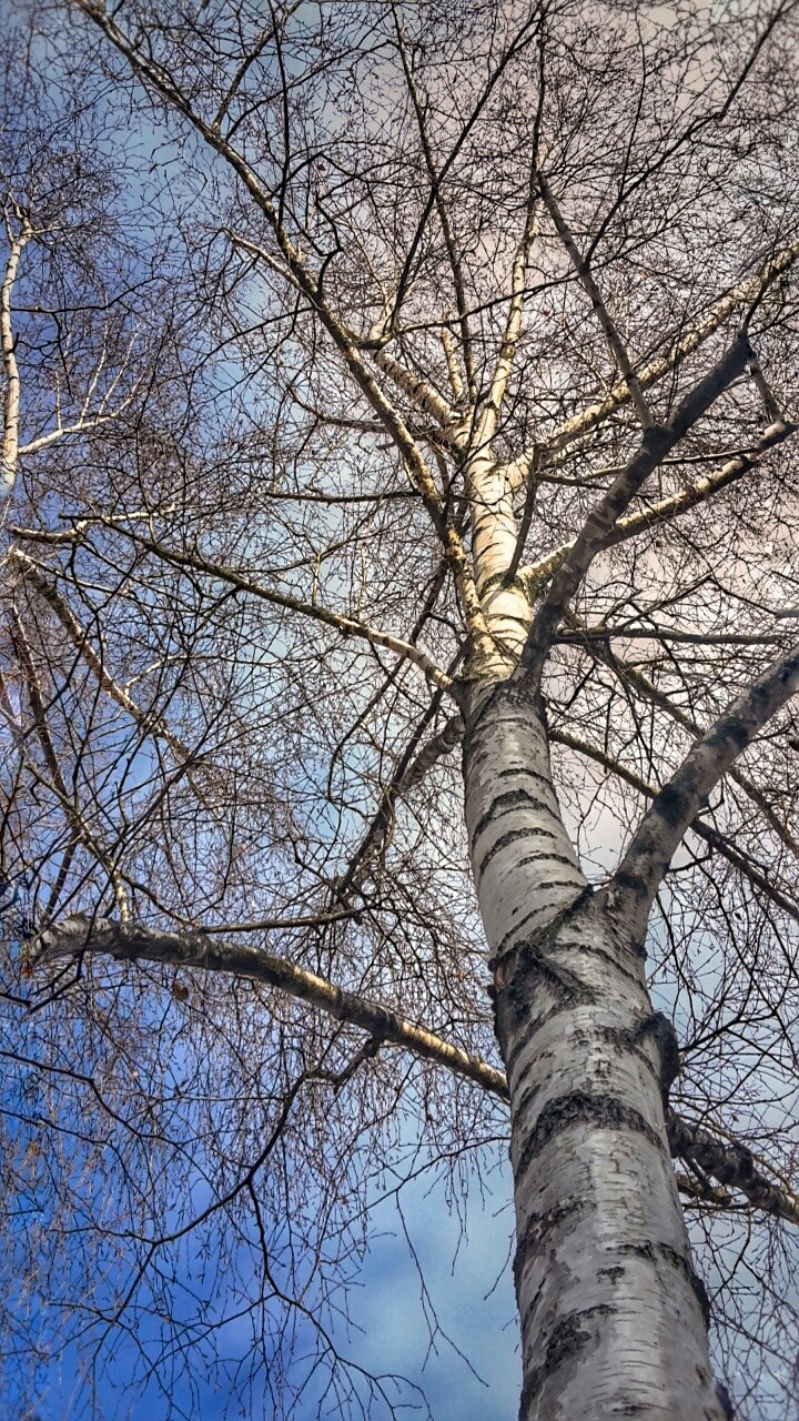 Tree crown