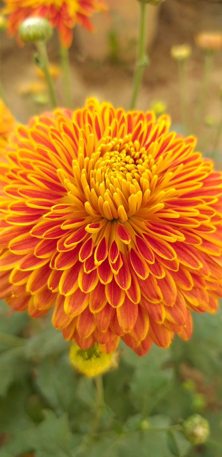 Dhalia
