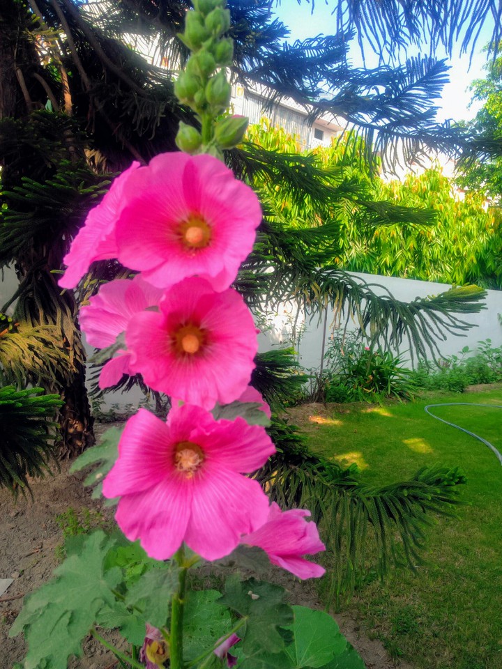 pinks