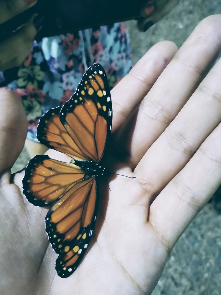 monarch