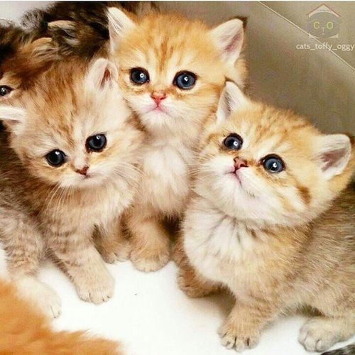 Cute kittens