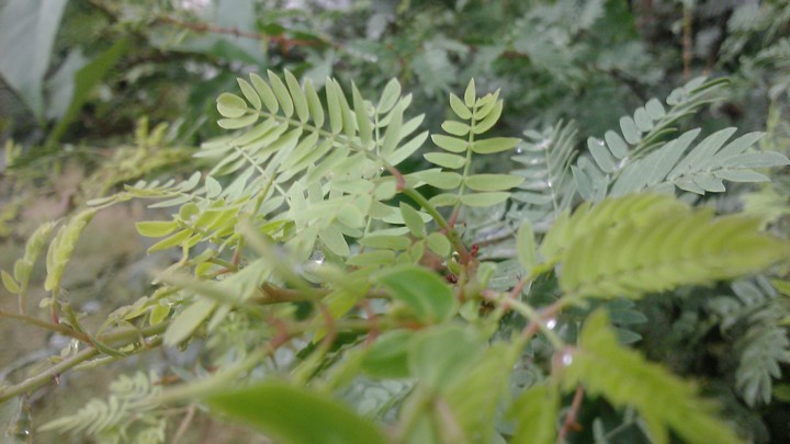 leaves 