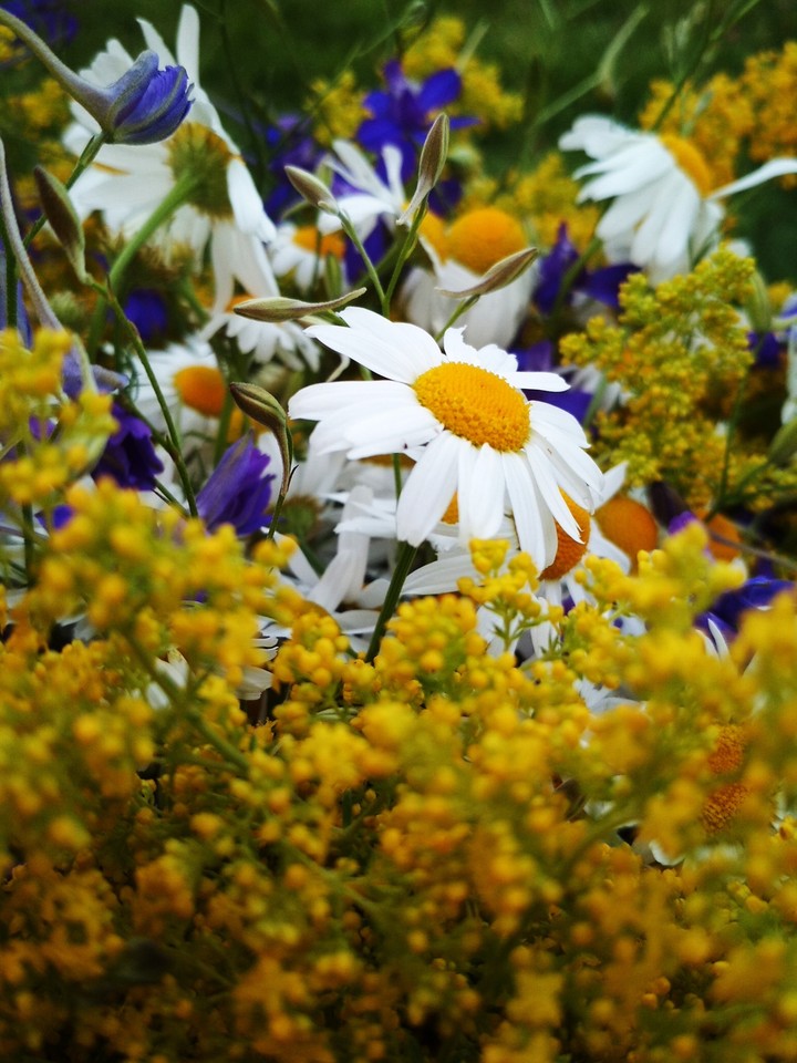 macro