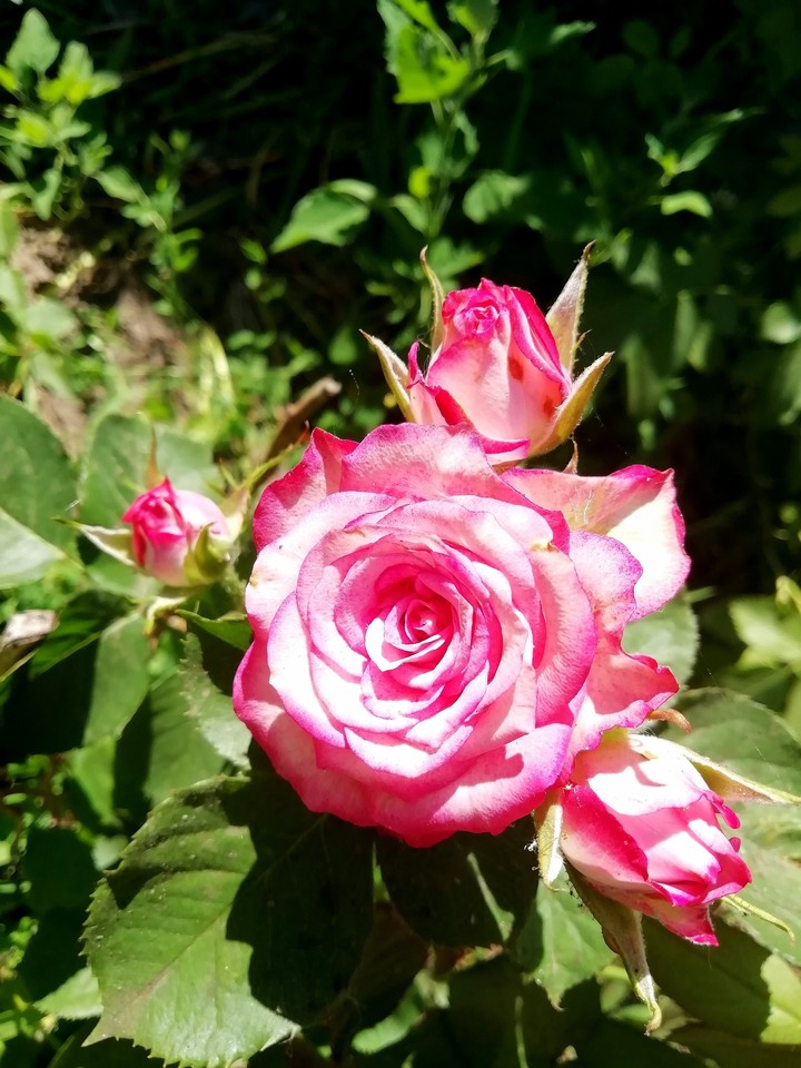 Rose
