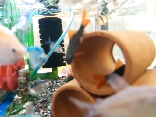 fish
