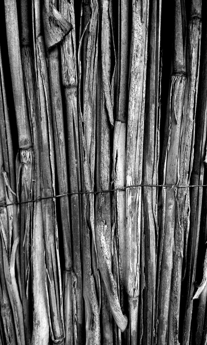 Desolate Wood
