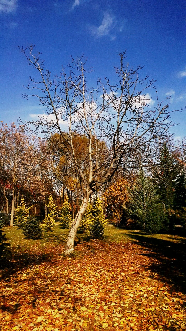 autumn