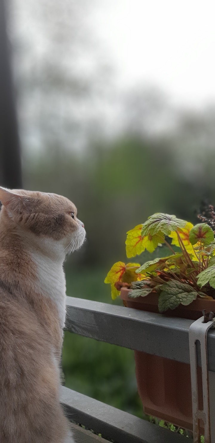 Katze