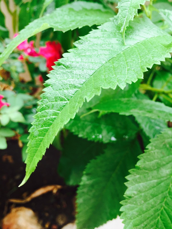 Leaf