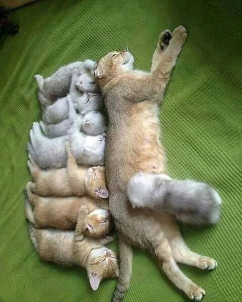mummy