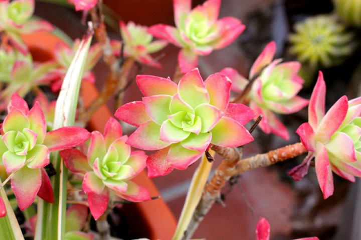 Pink cactus - Growing Strong