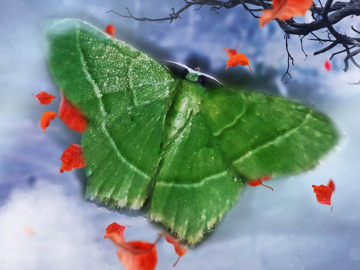 butterflies