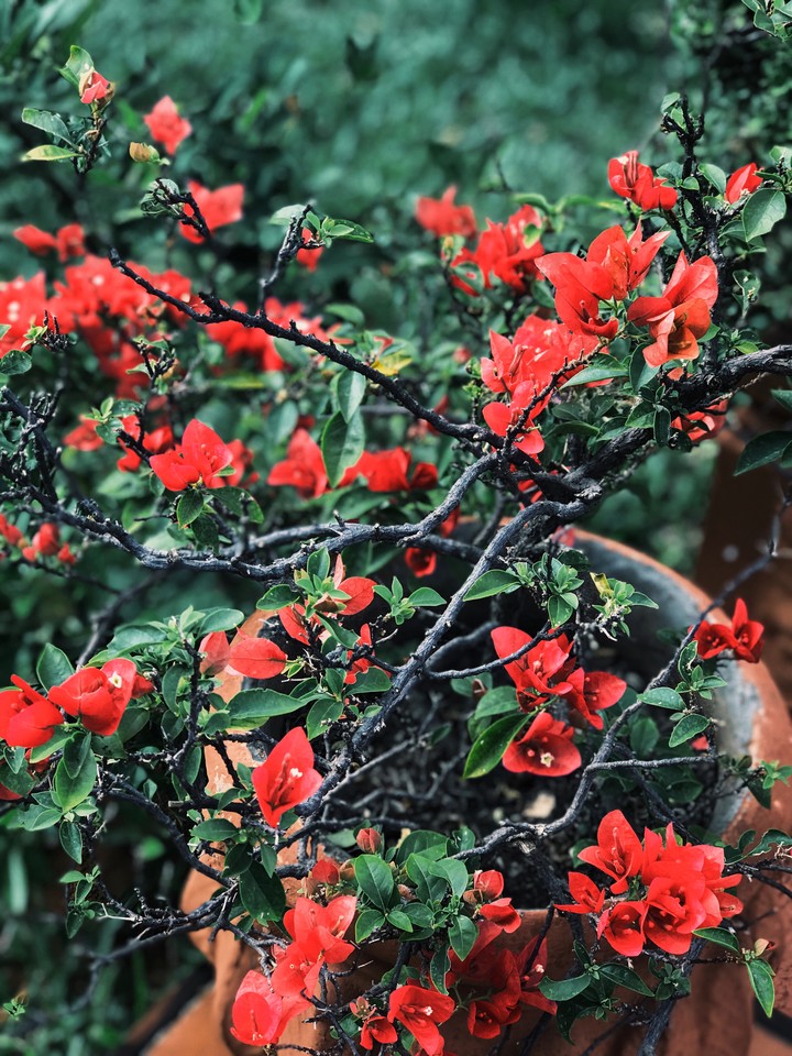 flores