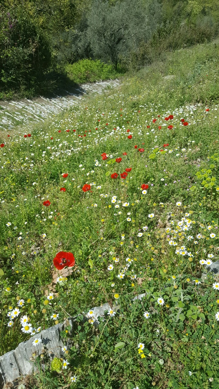 Beautiful Flowers at Pelion Greece