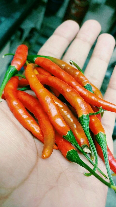 chillies