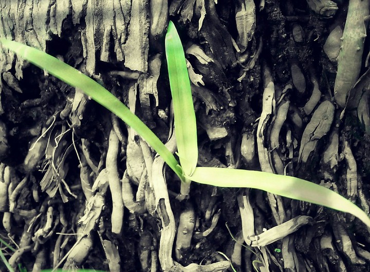 Sapling
