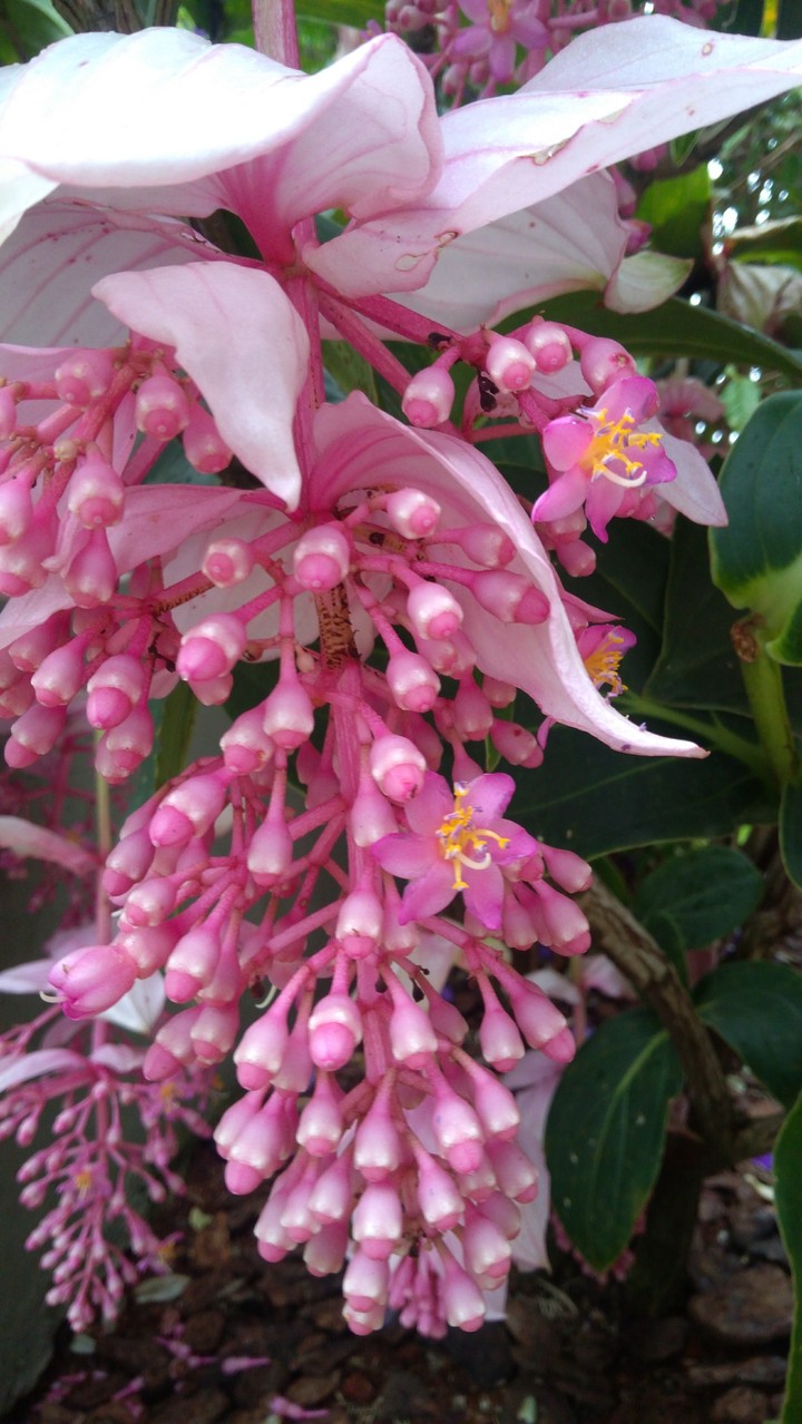 Jardim dos sonhos