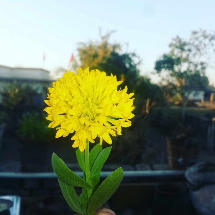 flower