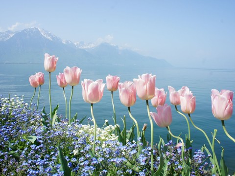 Flowers