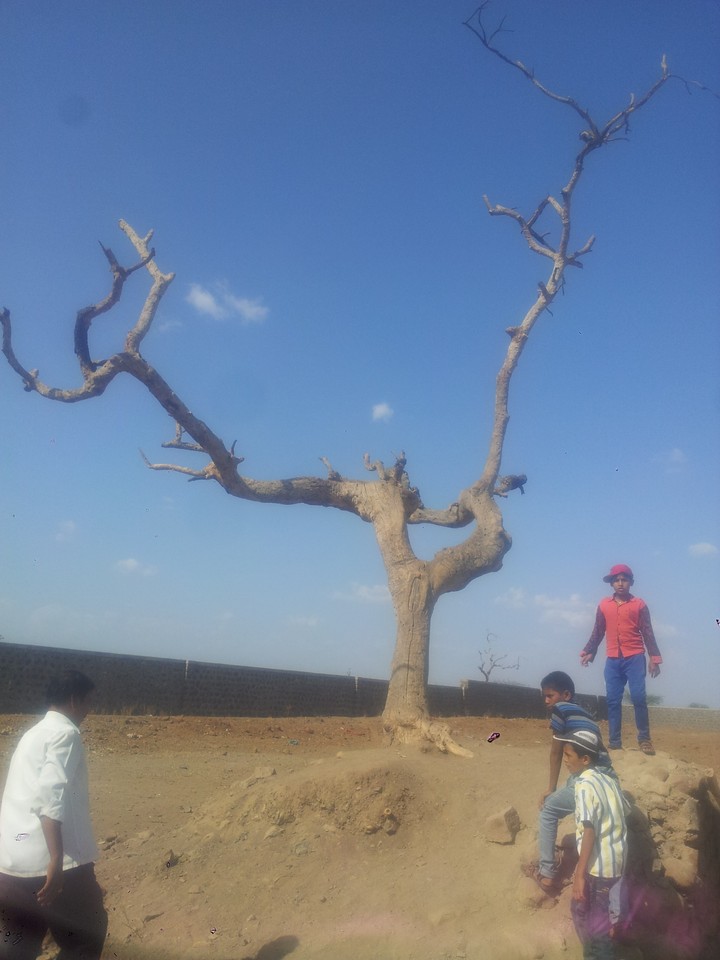 tree