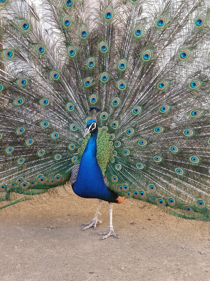 Peacock