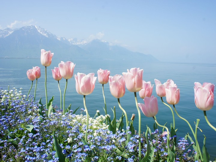 Flowers