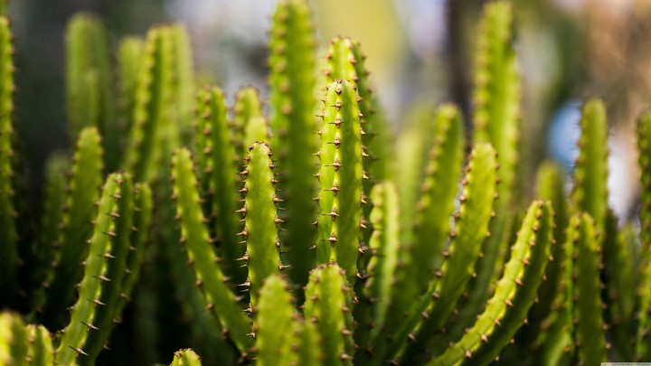 Cactuses