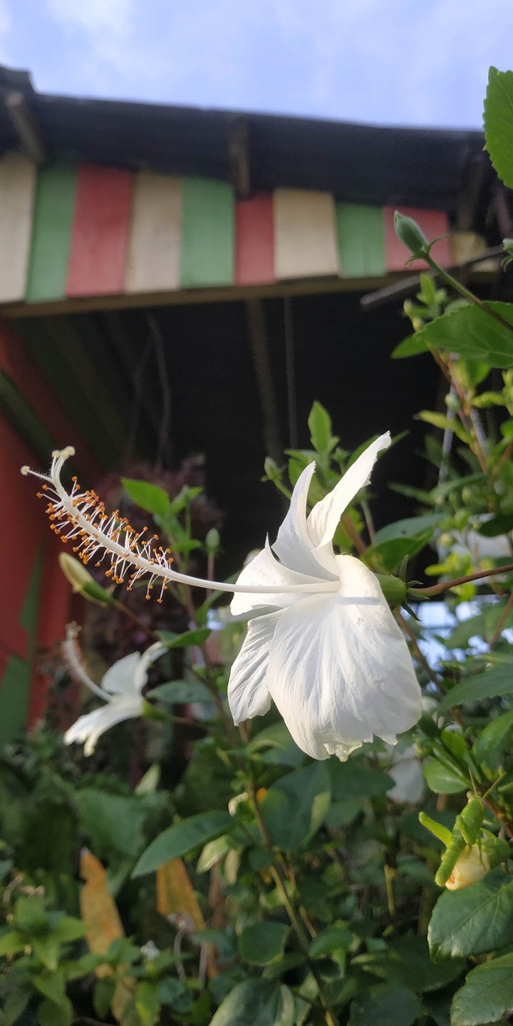 white hibiscus