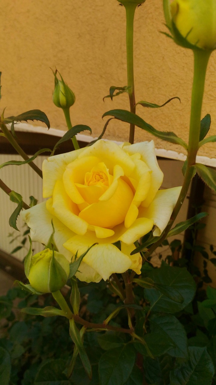 Yellow rose