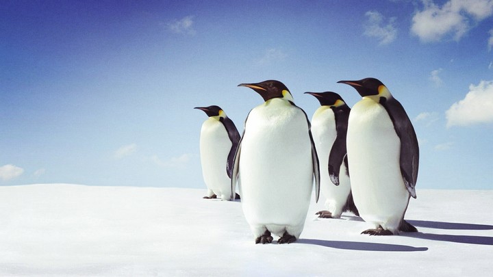 penguin