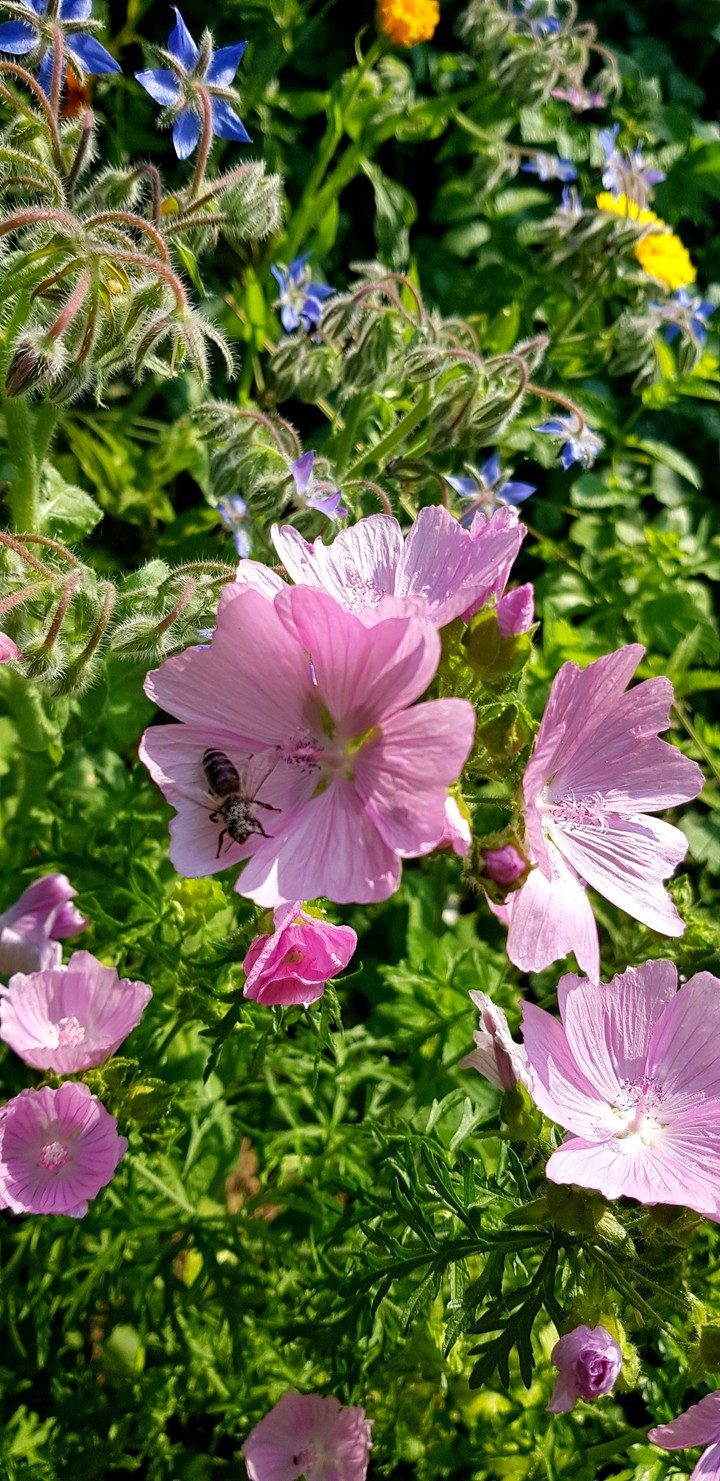 Mallow