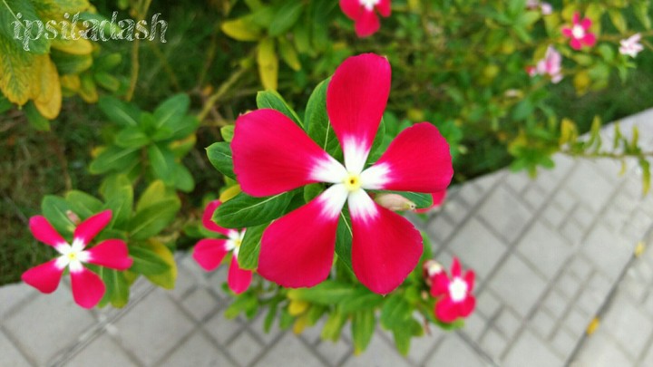 flower