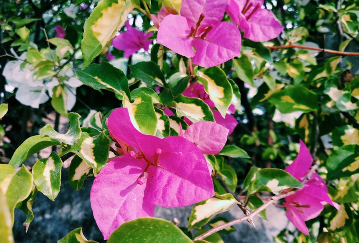 Love for nature
