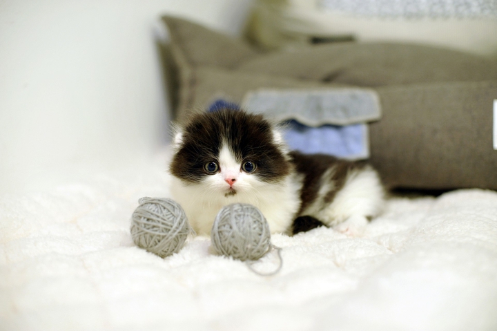 cats