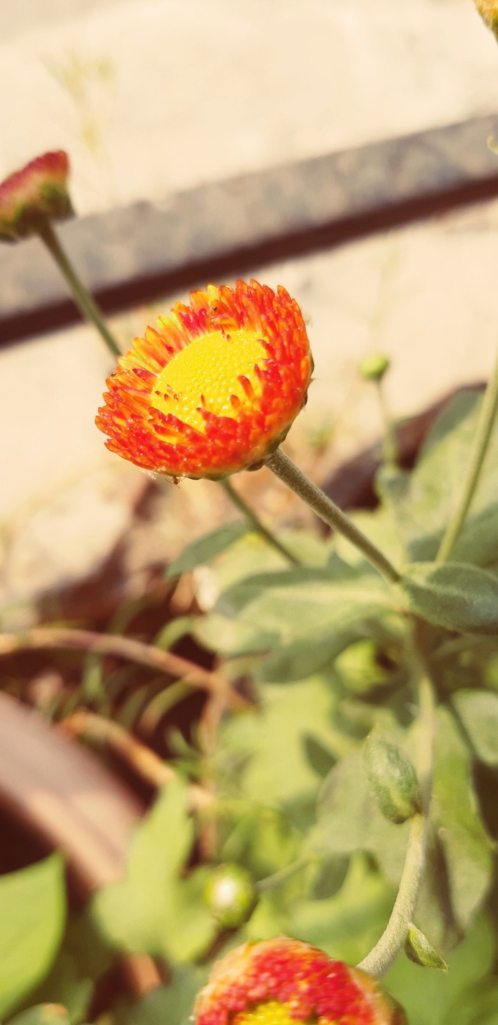 budding