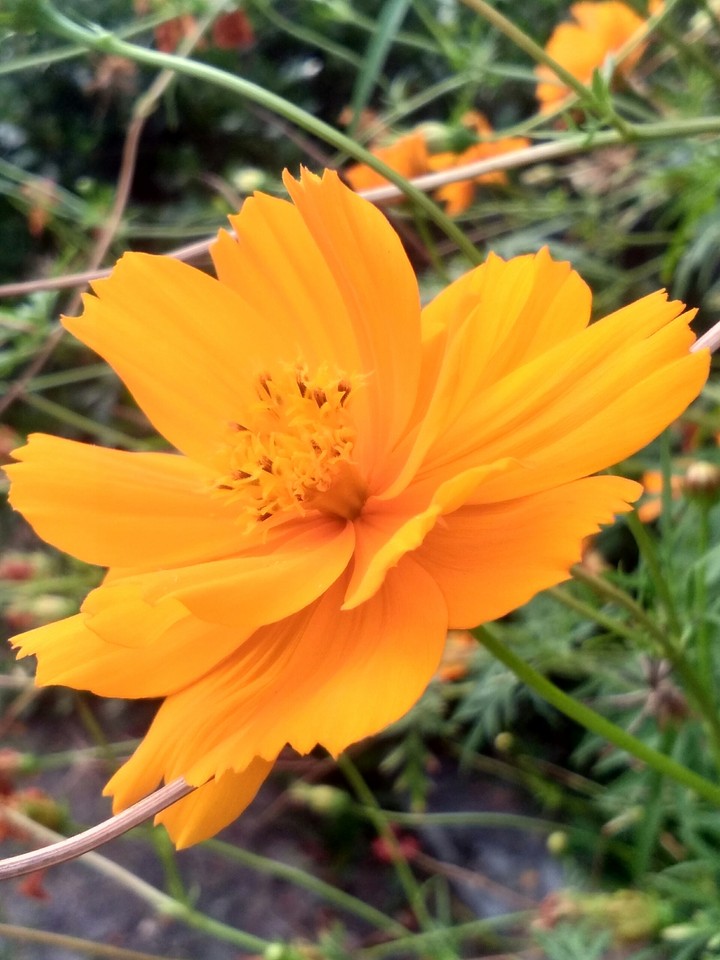 flower