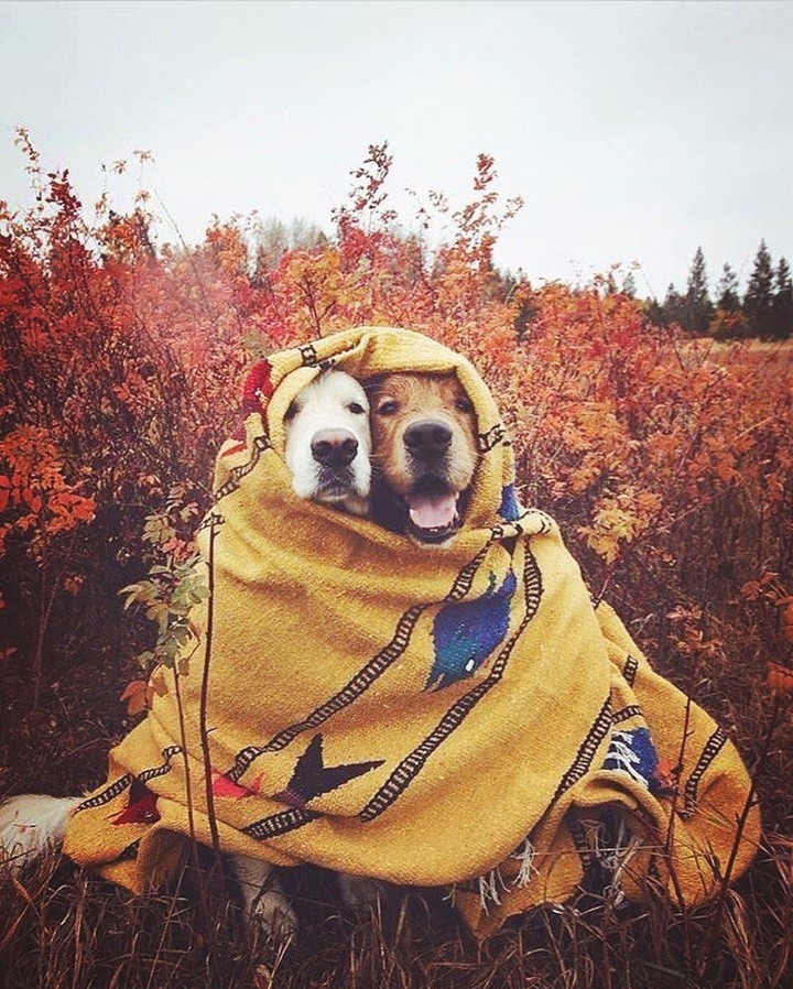 dogs love