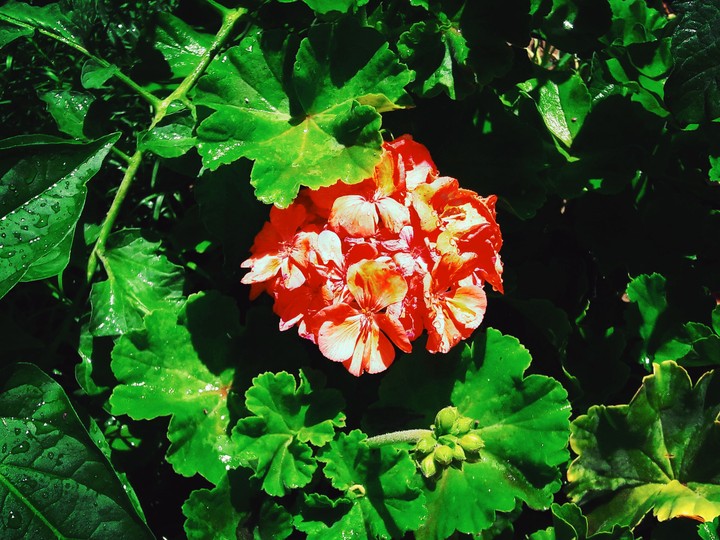 shamdoni2