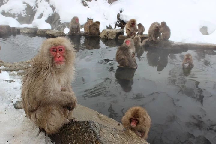 snow monkeys enjoying onsen