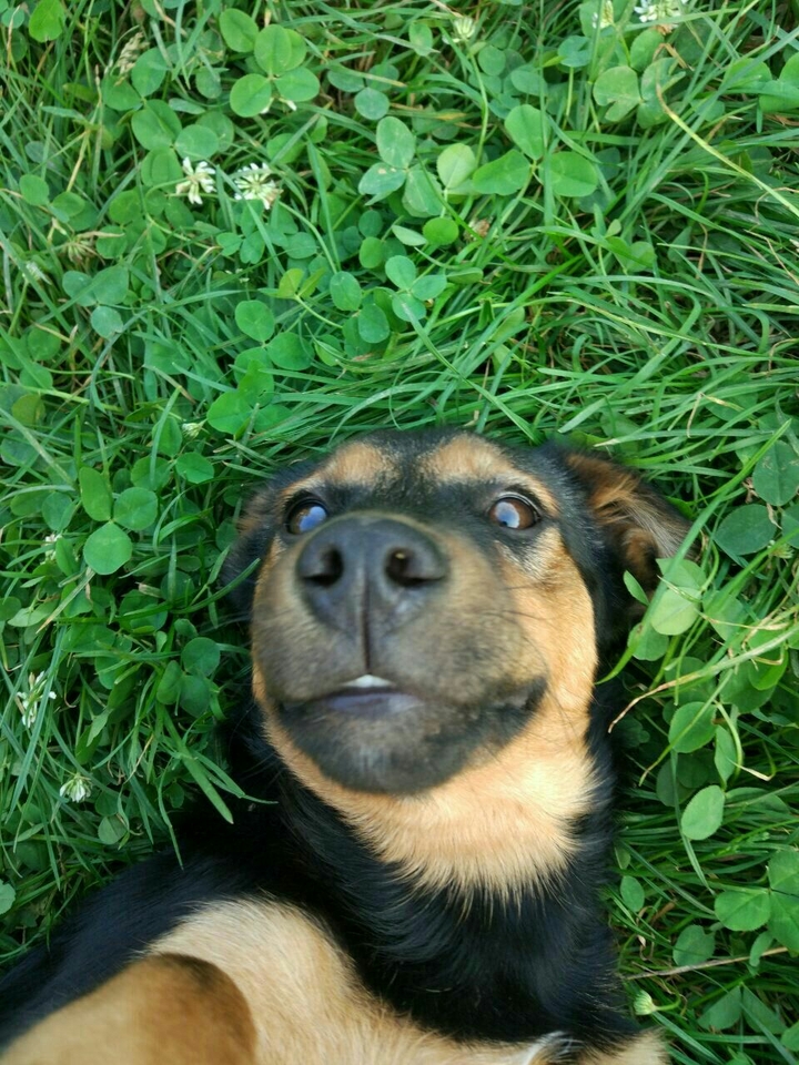 Dog on grass