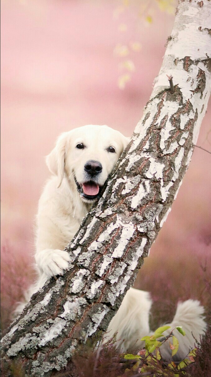 cute puppy