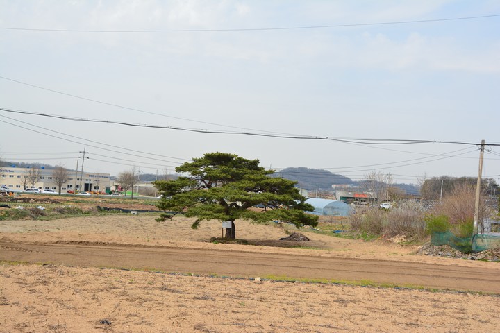 고려산의봄이미지